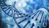 Il DNA: struttura, funzione e impatto sulla salute umana