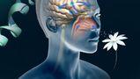 Esplorazione dettagliata degli organi di senso umani e delle loro funzioni