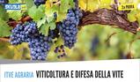 Traccia e soluzione Agraria, agroalimentare, agroindustria: seconda prova maturità 2018 viticoltura ed enologia