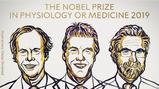 Nobel Medicina 2019 al ‘respiro delle cellule’: cosa hanno scoperto gli scienziati