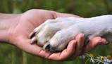 Tema sull'amicizia tra un uomo e il suo animale