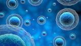 Descrizione dettagliata della cellula e delle sue componenti