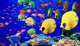 L'adattamento evolutivo dei pesci all'ambiente acquatico