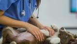 Graduatoria test veterinaria 2019, risultati nominativi