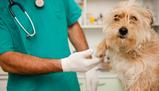 Test Veterinaria 2021 quiz, soluzioni, domande: aggiornamenti in diretta
