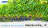 Traccia e soluzione viticoltura: seconda prova maturità 2018 viticoltura ed enologia