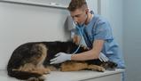 Veterinaria, quali sono gli sbocchi lavorativi?