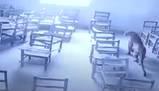 Shock a scuola: un leopardo entra in classe e attacca un alunno