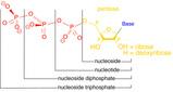 Nucleoside: componente importante degli acidi nucleici