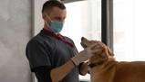 Test Veterinaria 2022: quiz, soluzioni, domande: aggiornamenti in diretta