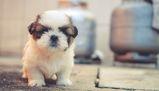 Test Veterinaria 29 maggio 2024: quiz, soluzioni, domande, aggiornamenti in diretta