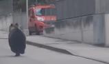 Un orso in centro ad Arco in Trentino
