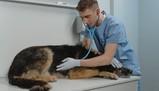 Veterinaria, ora si può studiare anche a Roma: Tor Vergata inaugura il corso di laurea