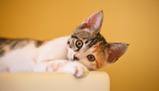Quanto è intelligente il tuo gatto? La classifica che te lo spiega con il livello scolastico