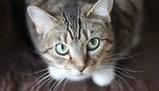 Festa nazionale del gatto, le frasi più belle da dedicare