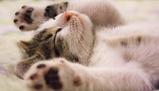 L'8 agosto è la Giornata mondiale del gatto: le frasi più belle
