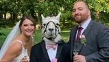 Sposi invitano lama al matrimonio e lo vestono da testimone: ecco come è andata