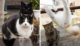 Il fotografo che trasforma i gatti randagi di Tokyo in veri “main character”