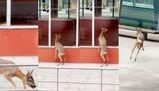 L’ospite che non ti aspetti: capriolo spunta nel cortile della scuola