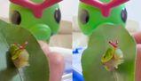 Collezionista di insetti trova un baco uguale a Caterpie: la realtà supera la fantasia