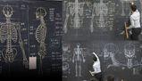 Meglio di un libro di anatomia: gli splendidi disegni del prof alla lavagna