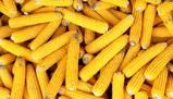 OGM seconda prova Linguistico: cosa sono, come funzionano e perché fanno discutere
