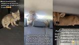"Posso essere anche ubriaco": il trend virale di TikTok sugli animali scambiati per errore (forse)