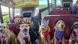In Canada i cani vanno “a scuola”: il bus che li prende a casa e li porta al parco