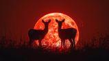 In arrivo la Luna del Cervo del 29 luglio: quando e come vederla