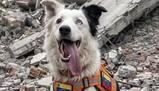 Tsunami, la cagnolina che in Venezuela è diventata il simbolo dei soccorsi dopo il terremoto