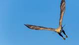 Dal rondone alla gallina: quanto tempo possono volare gli uccelli senza toccare terra?