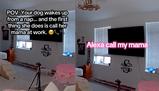 Si sveglia dal pisolino e chiama la sua umana con Alexa: la storia della cagnolina Aly