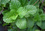 Guida completa alla menta: coltivazione e utilizzi nel tempo