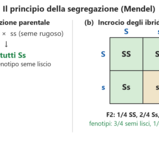 Interazioni genetiche e ambientali nella determinazione del fenotipo