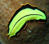Descrizione dettagliata delle classi del phylum Platelminti