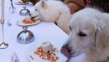 Cena stellata per 40 cani a Parigi: l’evento benefico scatena la polemica