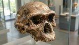 Il cranio dell'Uomo drago: chi era e perché può cambiare la storia dei nostri antenati