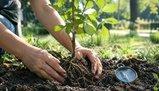 Perché per Saint-Exupéry la verità di ciò che siamo è come la crescita di un albero
