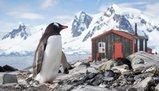 Esiste un lavoro in cui ti pagano fino a 2.500 euro al mese per contare i pinguini in Antartide