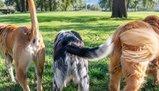 Vocabolario emotivo del cane: i tre movimenti della coda da conoscere assolutamente prima di accarezzare
