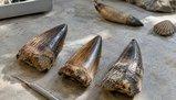 Come tre denti fossili aiutano a stimare la temperatura del T. rex a 36,3 °C