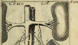 Meccanismi e regolazione degli ormoni nel corpo umano