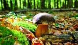 Esplorazione del regno dei funghi: struttura, nutrizione e associazioni