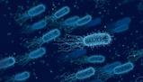 Dall'origine della vita all'evoluzione dei vertebrati e dei mammiferi