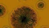 Tema Su Virus: Corona
