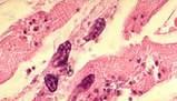 Energia e processi biochimici: dalla fotosintesi alla respirazione