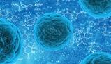 Struttura e funzioni cellulari: dal nucleo alla membrana