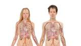 Anatomia e Funzioni dell'Occhio: Un Viaggio nel Mondo della Visione