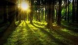 Natura, non fa nulla di inutile