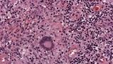 Funzioni e struttura delle membrane cellulari: un'analisi dettagliata